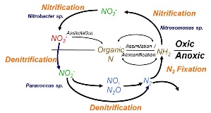 The Nitrogen Cycle