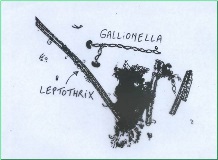 Bacteria in Biological Sand Filtration Beds