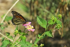 Butterfly Waystation Unveiling