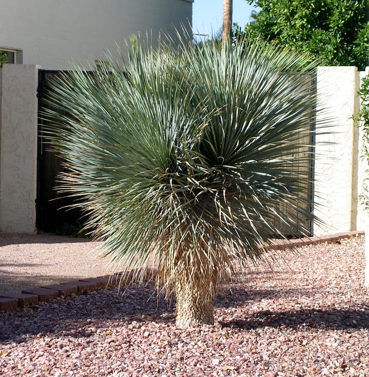 Beaked Yucca