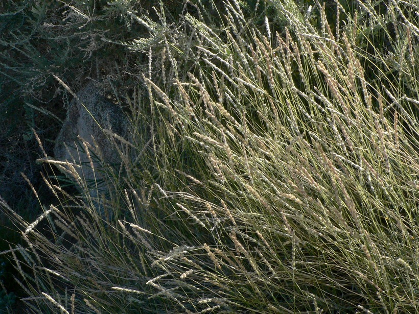 Big Galleta Grass