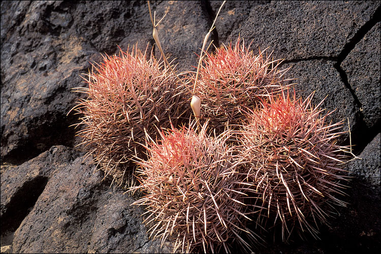 Cottontop Cactus