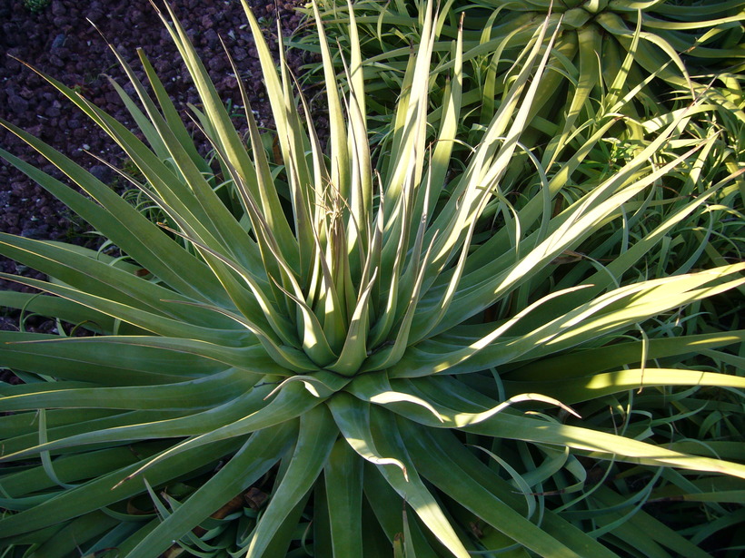 Green Spider Agave