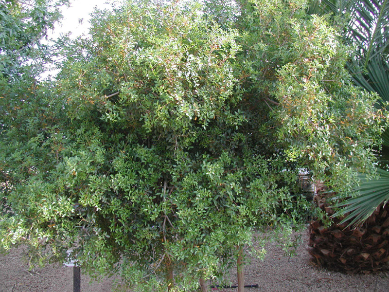 Mastic Tree