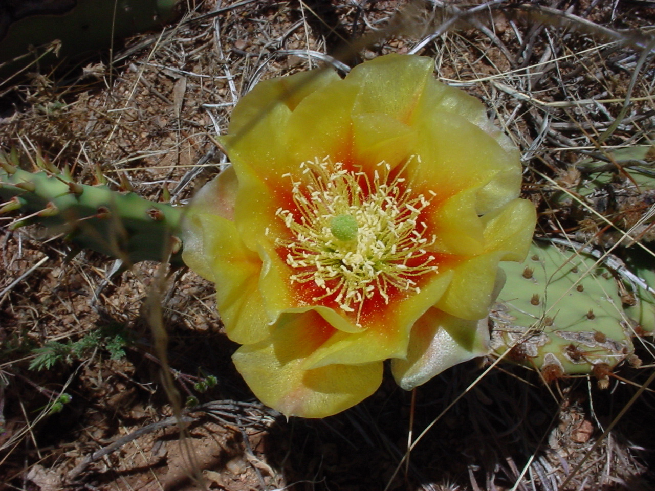 Mohave Prickly Pear