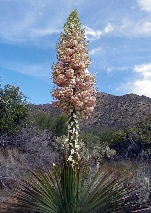 Our Lords Candle, Chapparal Yucca