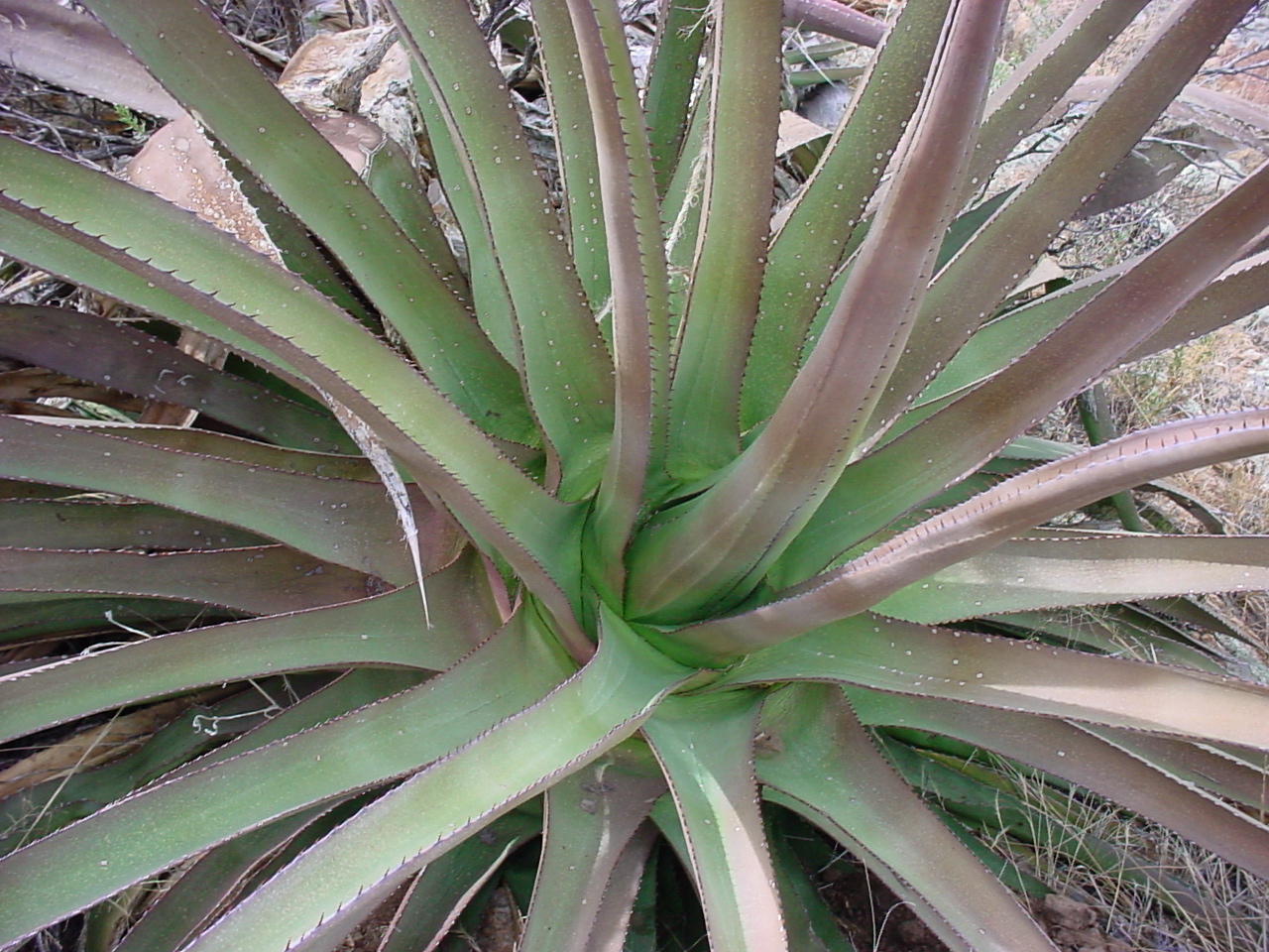Palmers Agave