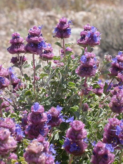 Purple Sage, Desert Sage