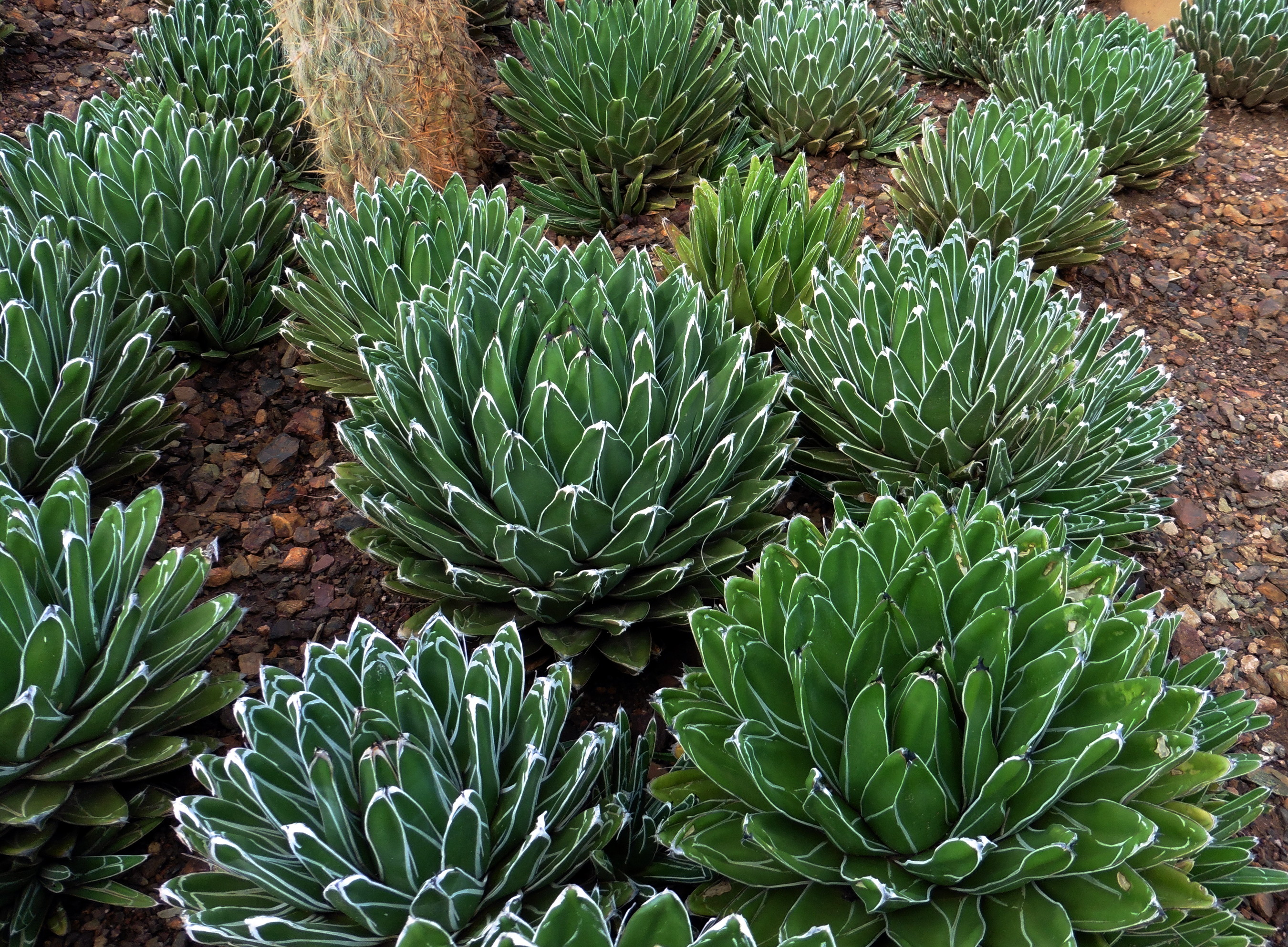 Queen Victoria Agave