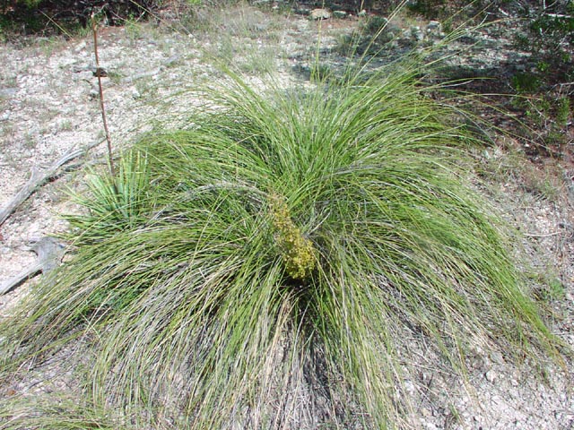 Texas Bear Grass