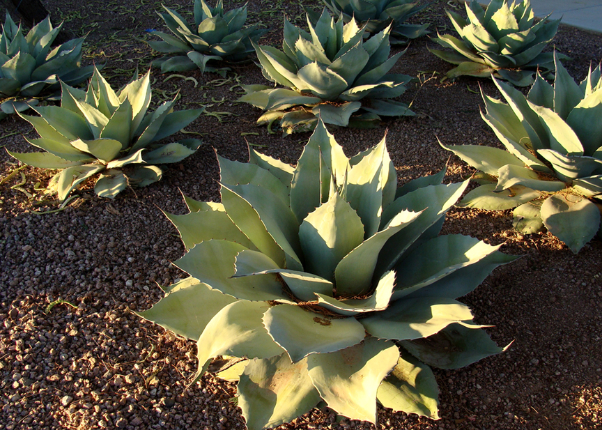 Whales Tongue Agave